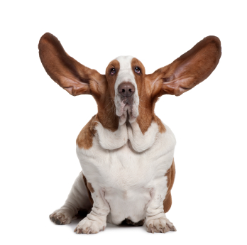 Dog Big Ears